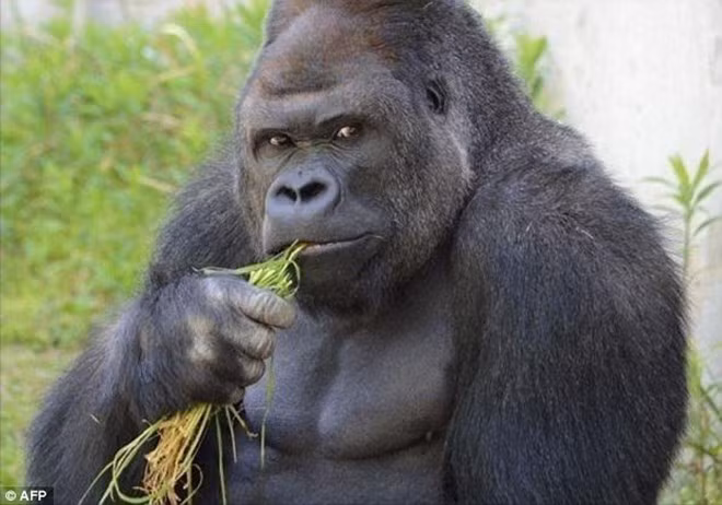 can canh chu khi “dep trai” khien dan nhat ban 