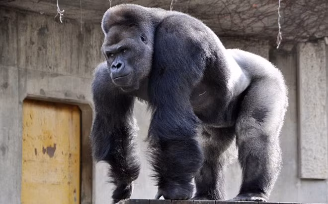 Cận cảnh chú khỉ “đẹp trai” khiến dân Nhật Bản “phát sốt“