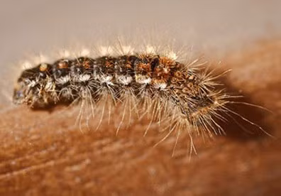 Trong mùa sinh trưởng, phát triển của các loài sâu bọ, trẻ em đi chơi ngoài dã ngoại, ngoài vườn rất dễ bị sâu đốt.