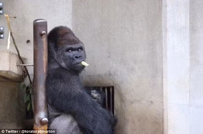 can canh chu khi “dep trai” khien dan nhat ban 