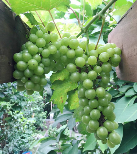 Đã mắt với rau quả tươi ngon trong vườn của ba ruột Tăng Thanh Hà - Ảnh 2 Da mat voi rau qua tuoi ngon trong vuon cua ba ruot Tang Thanh Ha - Anh 2