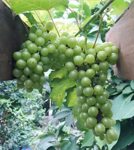 Da mat voi rau qua tuoi ngon trong vuon cua ba ruot Tang Thanh Ha - Anh 2