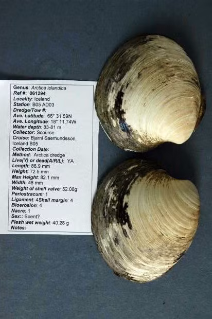 Day la nhung sinh vat gan nhu bat tu tren trai dat - Anh 4