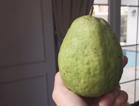 Da mat voi rau qua tuoi ngon trong vuon cua ba ruot Tang Thanh Ha - Anh 6