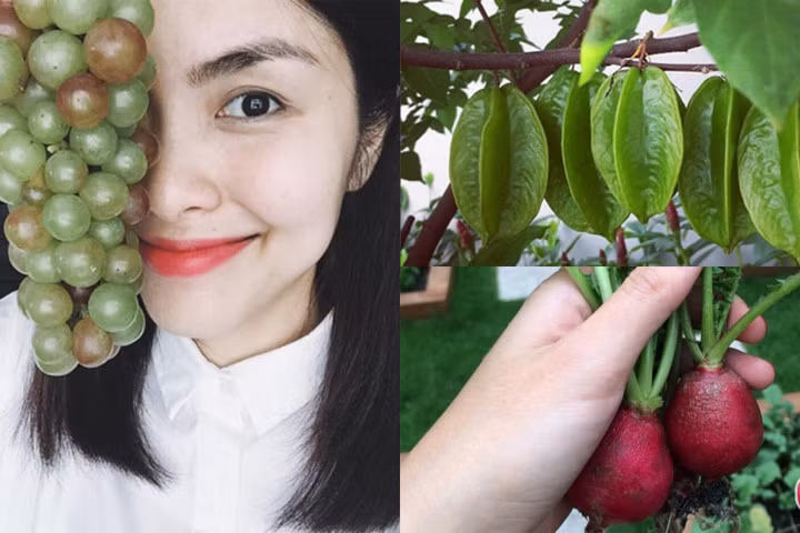 Đã mắt với rau quả tươi ngon trong vườn của ba ruột Tăng Thanh Hà