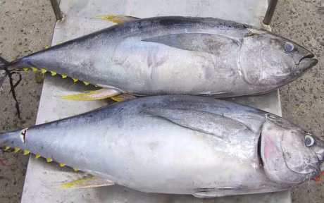 Nhung thuc pham tot nhat cho nguoi bi tieu duong - Anh 2