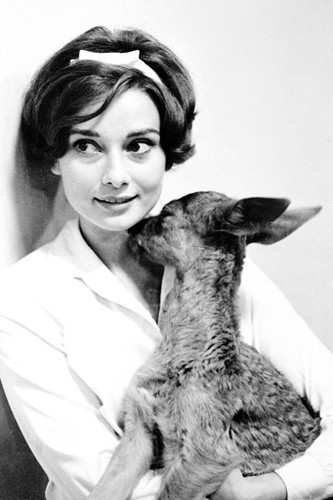 Những chuyện chưa kể về nữ minh tinh Audrey Hepburn - Ảnh 7 Nhung chuyen chua ke ve nu minh tinh Audrey Hepburn - Anh 7
