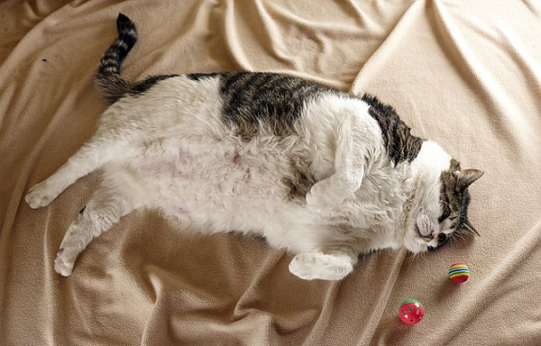 Chú mèo béo nhất thế giới nặng 175kg