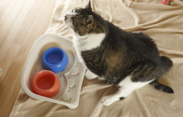 Chú mèo béo nhất thế giới nặng 175kg