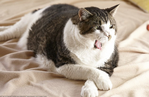 Chú mèo béo nhất thế giới nặng 175kg