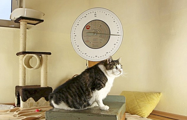 Chú mèo béo nhất thế giới nặng 175kg