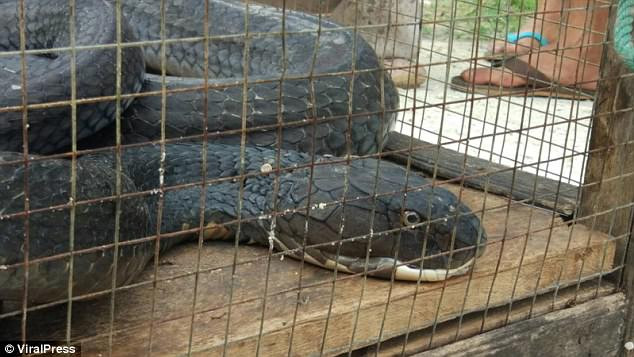 Con hổ mang chúa đã bị bắt để thả về rừng