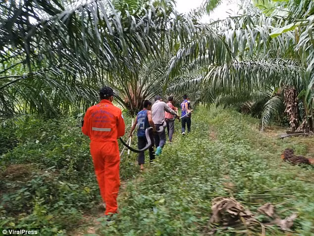 Con hổ mang chúa dài hơn 5 m