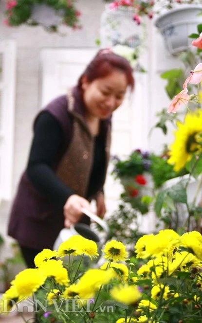 Đam mê hoa tươi, chị Nguyễn Linh Chi ( Kim Mã, Hà Nội) đã biến ban công của mình thành một vườn hoa rực rỡ sắc màu để đón xuân về.