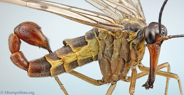 Loài côn trùng Scorpionflies có đuôi giống bọ cạp và thân giống ong bắp cày. Các nhà khoa học cho rằng chúng là tổ tiên của hầu hết loài bướm hiện đại. While this insect looks like the result of some bizarre genetic experiment that spliced a scorprion stinger onto a wasp, that “stinger” is actually something much more innocuous: the fly’s genitals.Nevertheless, it makes for a bizarre looking creature. Scorpionflies, or mecoptera, can be found all over the world, and have been around since the Mesozoic age. In fact, they’re believed to have been the forerunners of most of our modern moths and butterflies, collectively grouped in the Lepidoptera order.