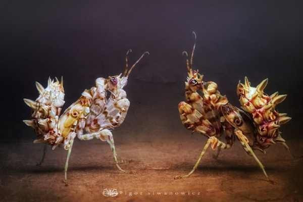 Phân bố ở phía nam châu Phi, bọ ngựa gai hoa (Pseudocreobotra wahlbergi) sở hữu thân hình khá nhỏ, với chiều dài khoảng 38 mm. Chúng rất hiếu chiến và sẵn sàng ăn cả những loài bọ ngựa khác. Trứng của bọ ngựa gai hoa Pseudocreobotra wahlbergi lớn gấp 3 lần cơ thể con cái. Another incredible looking mantis, the Spiny Flower Mantis (Pseudocreobotra wahlbergi) is, again, a flower mantis, pulling its bizarre ornamentation from the appearance of a flower. This mantis is very small, measuring only 1.5 inches (38 mm) and is found in select locations in Southern Africa.And like most mantids, the Spiny Flower Mantis is a voracious cannibal, and the older they get the more likely they will be to eat other mantids that come across their path. Another interesting fact is that the female’s egg sac can be nearly three time larger than its own body.