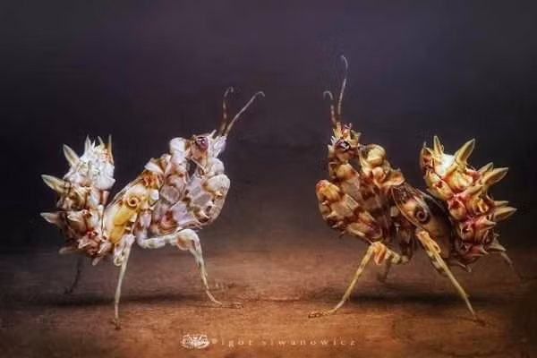 Another incredible looking mantis, the Spiny Flower Mantis (Pseudocreobotra wahlbergi) is, again, a flower mantis, pulling its bizarre ornamentation from the appearance of a flower. This mantis is very small, measuring only 1.5 inches (38 mm) and is found in select locations in Southern Africa.And like most mantids, the Spiny Flower Mantis is a voracious cannibal, and the older they get the more likely they will be to eat other mantids that come across their path. Another interesting fact is that the female’s egg sac can be nearly three time larger than its own body.