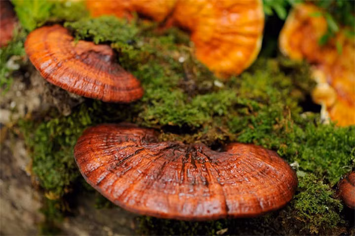 Thanh nhiệt, giải độc nhờ nấm linh chi