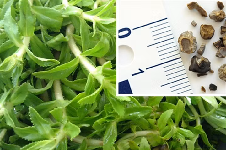 Đánh bay sỏi thận trong 7 ngày với một nắm rau có sẵn trong vườn