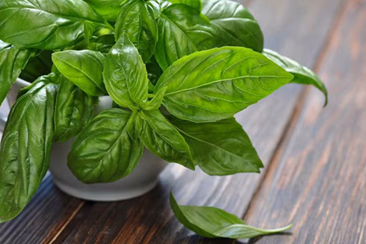 Muỗi rất ghét mùi hương của rau húng quế 