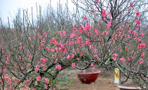 Sự tích và ý nghĩa của hoa đào ngày Tết cổ truyền - Ảnh 1