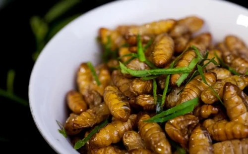 Mối nguy hiểm từ nhộng tằm, đuông dừa
