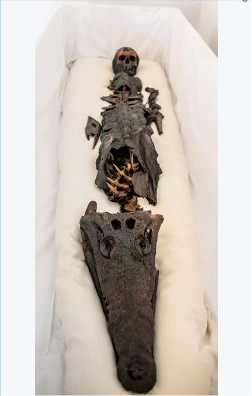 Xác ướp gồm đầu của một công chúa chưa xác định và thân của con cá sấu Xác ướp gồm đầu của một công chúa chưa xác định và thân của con cá sấu