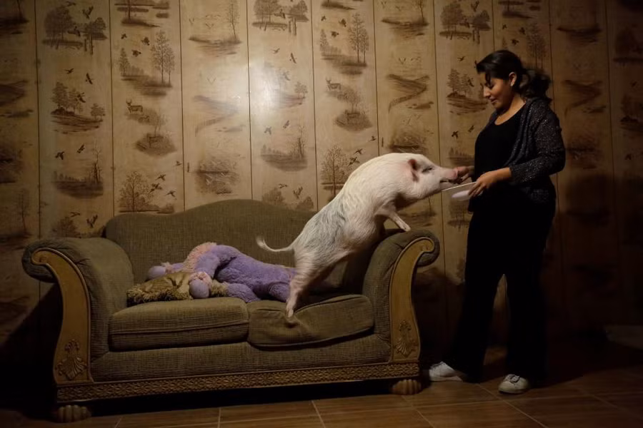 Một người phụ nữ đang cho chú heo “Balu” của cô ăn tại nhà ở Ciudad Juarez, Mexico Một người phụ nữ đang cho chú heo “Balu” của cô ăn tại nhà ở Ciudad Juarez, Mexico