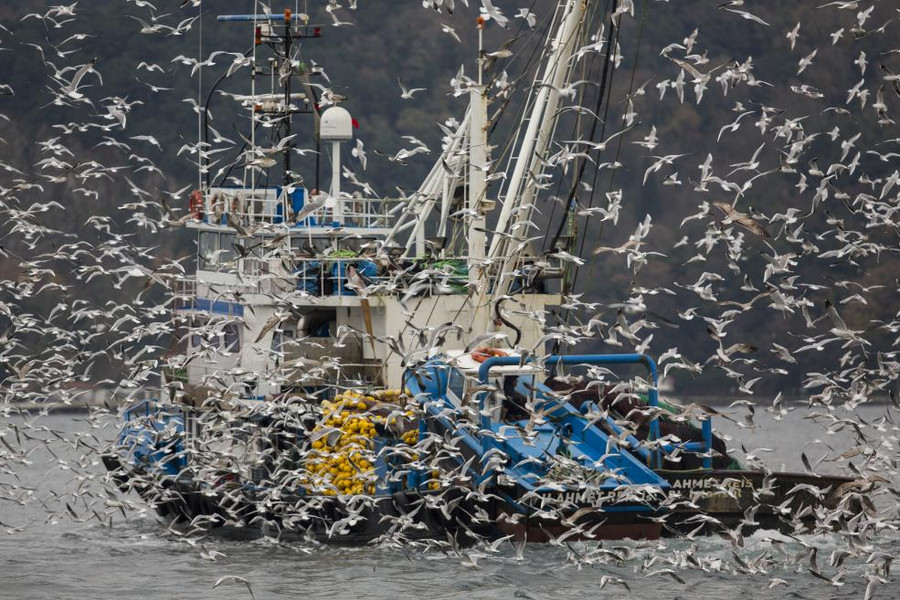 Đàn chim mòng biển bay quanh một tàu cá ở Istabul Đàn chim mòng biển bay quanh một tàu cá ở Istabul