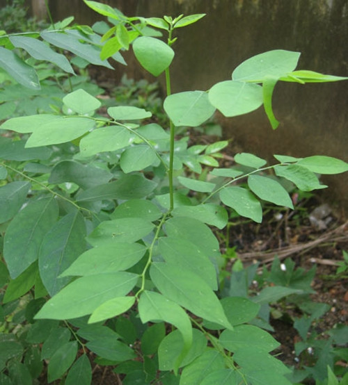 Ba tác dụng phụ không ngờ của rau ngót - Ảnh 2 Ba tác dụng phụ không ngờ của rau ngót - Ảnh 2