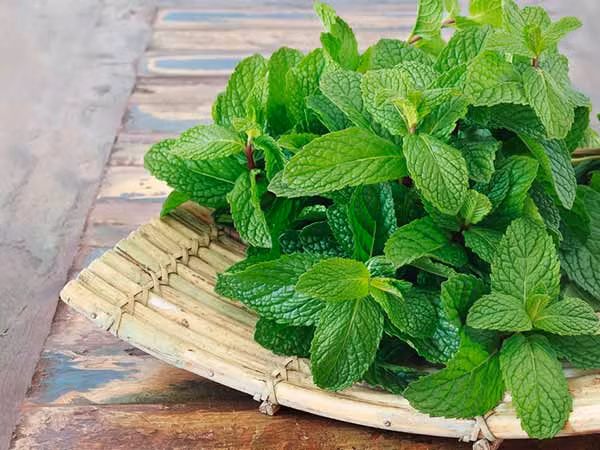 Cách sử dụng lá bạc hà để giảm cân