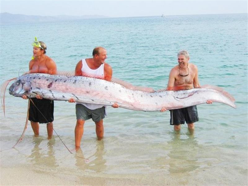 Loài "thủy quái" dài nhất thế giới được mệnh danh "rồng biển" ảnh 7
