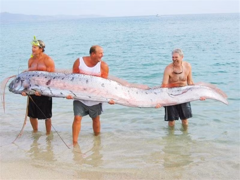 Loài "thủy quái" dài nhất thế giới được mệnh danh "rồng biển" ảnh 7