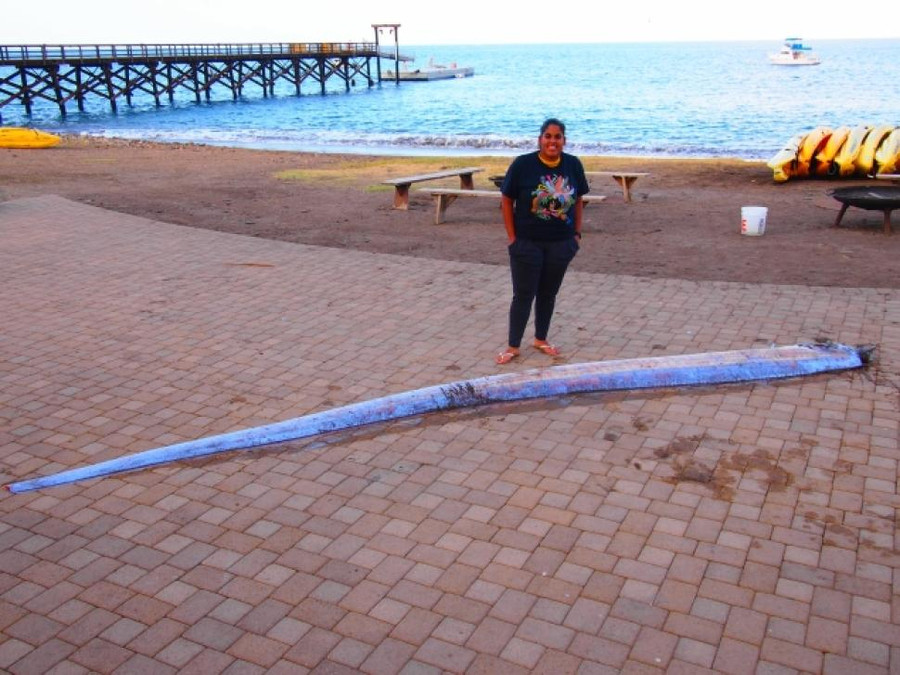 Loài "thủy quái" dài nhất thế giới được mệnh danh "rồng biển" ảnh 8