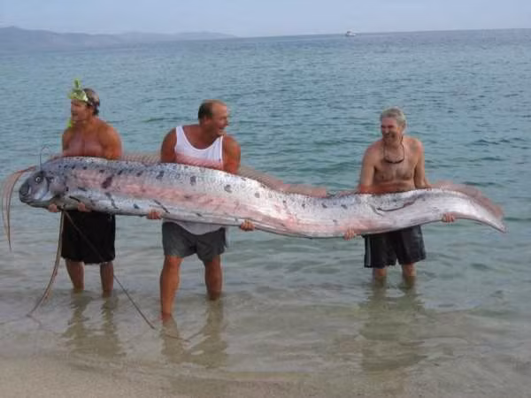 Cá khổng lồ Oarfish là loài sống lâu đời nhất được biết đến trong các loài cá có xương, có chiều dài lên tới 17m và có thể nặng tới 270kg.