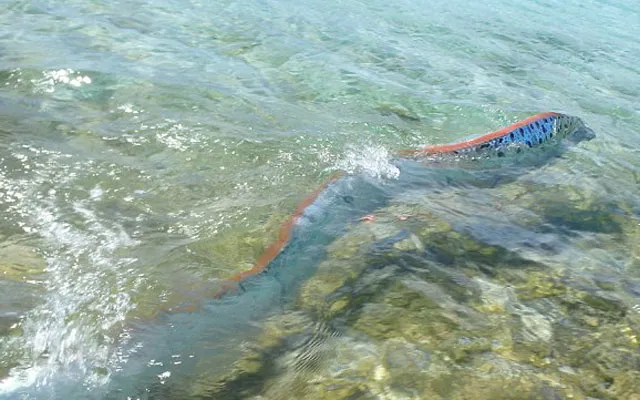 Loài "thủy quái" dài nhất thế giới được mệnh danh "rồng biển"