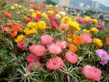 Thanh Hóa: Rực rỡ sắc màu hoa mười giờ Mỹ trên nóc chung cư - Ảnh 5 Thanh Hoa: Ruc ro sac mau hoa muoi gio My tren noc chung cu - Anh 5