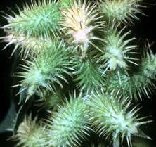 Chữa dị ứng theo Đông y