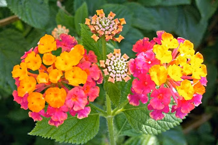 Kỹ thuật trồng cây hoa ngũ sắc cho vườn nhà rực rỡ quanh năm