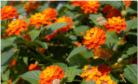 Ky thuat trong cay hoa ngu sac cho vuon nha ruc ro quanh nam - Anh 2