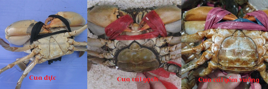 Cách chọn mua cua, ghẹ ngon, nhiều thịt - Ảnh 1 Cách chọn mua cua, ghẹ ngon, nhiều thịt - Ảnh 1