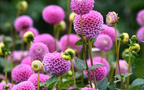 Ky thuat trong cay hoa Thuoc duoc va meo cam hoa Tet ben lau - Anh 2