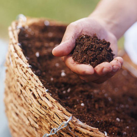 Mẹo trồng và chăm sóc để hoa mai nở đúng dịp Tết - Ảnh 2 Meo trong va cham soc de hoa mai no dung dip Tet - Anh 2