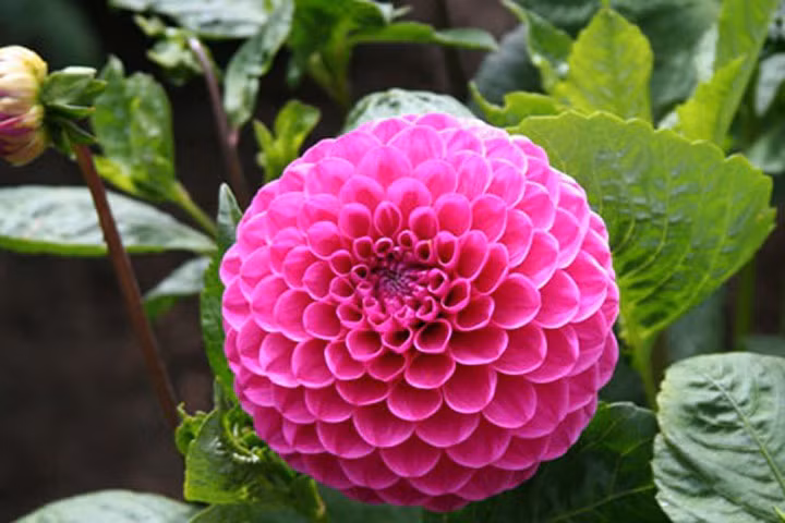 Kỹ thuật trồng cây hoa Thược dược và mẹo cắm hoa Tết bền lâu