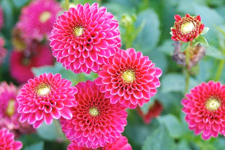 Ky thuat trong cay hoa Thuoc duoc va meo cam hoa Tet ben lau - Anh 3