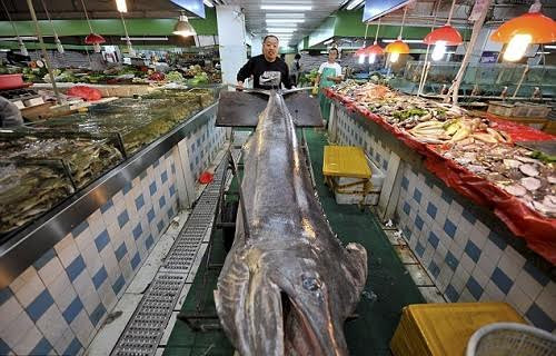 Thương lái Shi Donglei chụp ảnh cùng con cá kiếm khổng lồ. Con cá nằm choán hết lối đi giữa các sạp. Ảnh: Reuters
