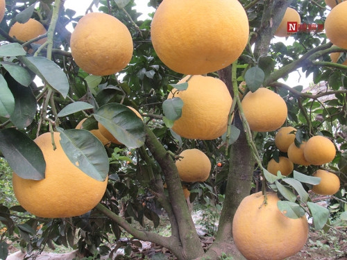 Bí ẩn bưởi tỏa hương một ngày đêm vẫn lưu lại mùi thơm trên áo - Ảnh 6 Bí ẩn bưởi tỏa hương một ngày đêm vẫn lưu lại mùi thơm trên áo - Ảnh 6