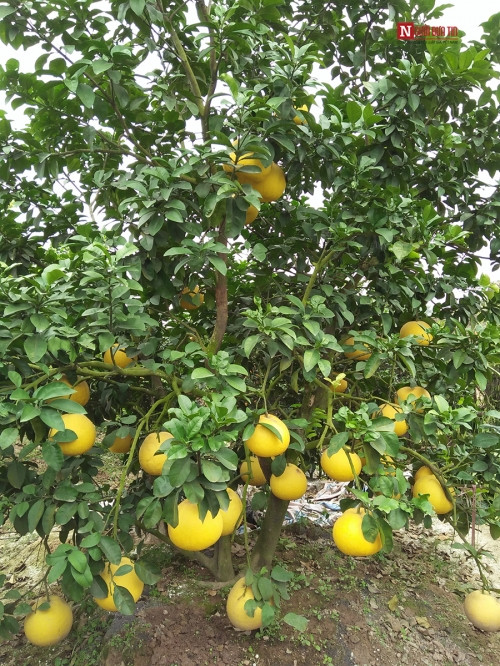 Bí ẩn bưởi tỏa hương một ngày đêm vẫn lưu lại mùi thơm trên áo - Ảnh 9 Bí ẩn bưởi tỏa hương một ngày đêm vẫn lưu lại mùi thơm trên áo - Ảnh 9