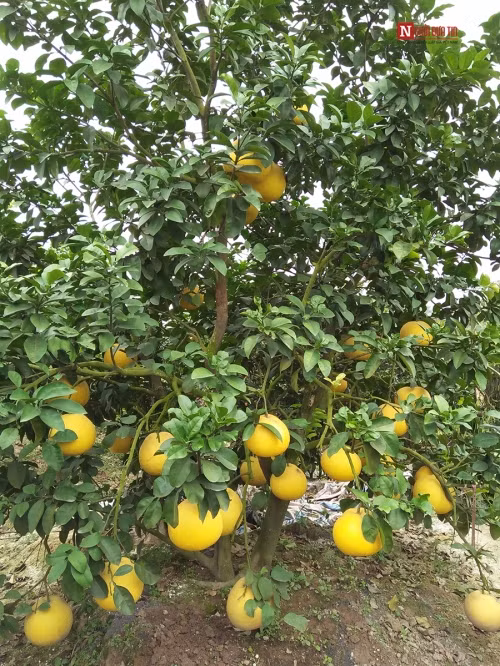 Bí ẩn bưởi tỏa hương một ngày đêm vẫn lưu lại mùi thơm trên áo - Ảnh 9