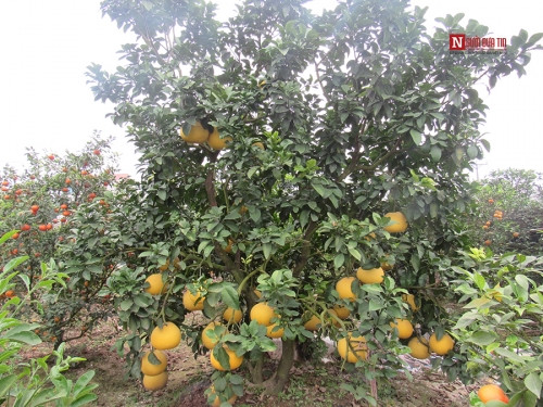 Bí ẩn bưởi tỏa hương một ngày đêm vẫn lưu lại mùi thơm trên áo - Ảnh 4 Bí ẩn bưởi tỏa hương một ngày đêm vẫn lưu lại mùi thơm trên áo - Ảnh 4